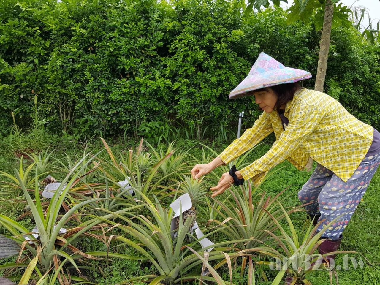 Yi Tian Homestay Fenglin Luaran gambar